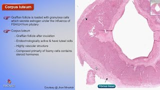 Histology of Corpus luteum  Shotgun Histology [upl. by Cyb993]