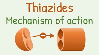 Thiazides mechanism of action [upl. by Donatelli]