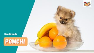 Pomchi A Pet Parents Guide To The Pomeranian Chihuahua Mix [upl. by Gnus]