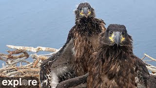 West End Bald Eagle Cam powered by EXPLOREorg [upl. by Ohcirej]