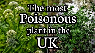 Hemlock water dropwort The most poisonous plant in the UK [upl. by Ace]