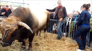 Taureau AUBRAC traditions AUBRAC Bull [upl. by Eilak]