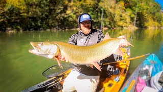 TWO BIG MUSKY from the Kayak Southern Musky Fishing [upl. by Nico]