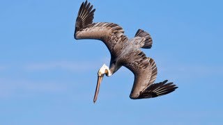 PELICANS DIVE BOMBING FOR FISH [upl. by Gaynor647]