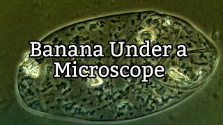 Banana Under a Microscope  Plant Cell Structure [upl. by Enej]