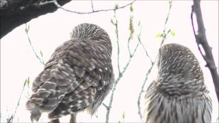 Wild Barred Owls Hooting Calling and Duet [upl. by Adnohser894]