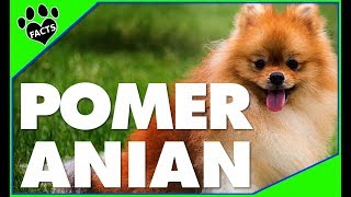 Top 10 Facts About Pomeranians  Dogs 101 [upl. by Inahc]