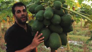 Papaya  Tropical Fruit Growers of South Florida [upl. by Maybelle]