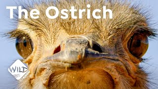 The Ostrich  a Bird with a Penis 🍆  Wild to Know [upl. by Turino782]