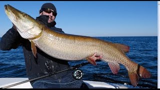 Muskie fly fishing 57X265 World Record [upl. by Ennaoj]