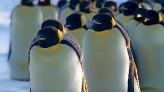 How Does Huddling Help Penguins Stay Warm  BBC Earth [upl. by Einiar22]