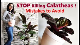 Calathea plant care  Mistakes you should avoid [upl. by Oijile918]