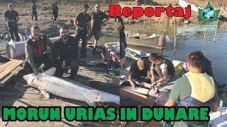 Giant Sturgeon caught on DanubeRomania Morun urias in Dunare [upl. by Aliahs]