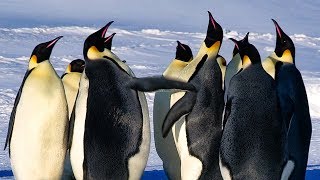 Emperor Penguins Fight Over Mate  BBC Earth [upl. by Nuriel934]