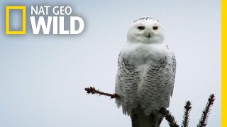 Silent Snowy Owl Attack  Alaskas Deadliest [upl. by Froemming954]