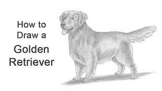 How to Draw a Dog Golden Retriever [upl. by Chow]