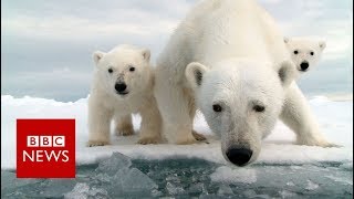 Invasion of the polar bears  BBC News [upl. by Sussman]