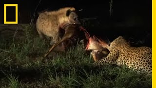 Hyenas Fight Leopard for Kill  National Geographic [upl. by Clawson]