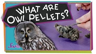 What Are Owl Pellets  sciencegoals [upl. by Rabka]