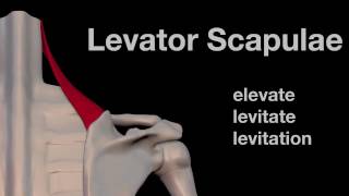 Arm Muscles 09 Levator Scapulae [upl. by Amled635]