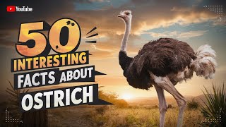 50 facts about Ostrich  facts about [upl. by Rodmann]