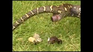 How Snakes Poop and Pee [upl. by Ahsot]