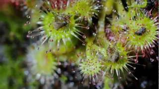 Time Lapse Sundew Rotundifolia [upl. by Barbi]