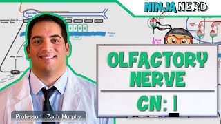 Neurology  Olfactory Nerve Cranial Nerve I [upl. by Aaberg969]