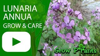 Lunaria annua  grow and care [upl. by Mllly]