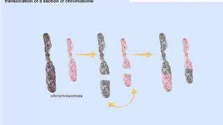 Chromosomal mutations [upl. by Idorb263]