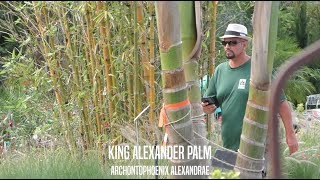 King Alexander Palms in Jacksonville [upl. by Reehsab154]