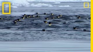 Penguins vs Leopard Seal  National Geographic [upl. by Stefan]