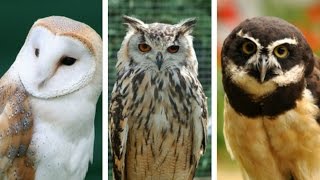 Most Common Types of Owls [upl. by Kciremed]