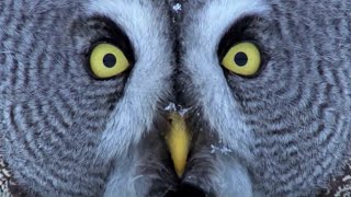 Mesmerising Owl Moments  BBC Earth [upl. by Hahsia]