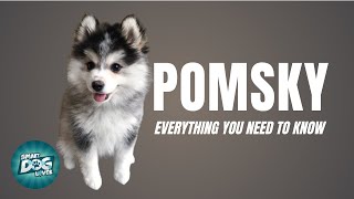 Pomsky Dog Breed Guide  Dogs 101  Pomeranian Husky Mix [upl. by Rorry]