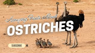 Amazing Facts About Ostriches For Kids [upl. by Avah53]