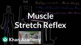 Muscle stretch reflex  Organ Systems  MCAT  Khan Academy [upl. by Mayrim]