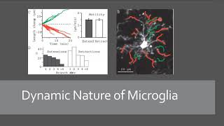 Basics of Microglia [upl. by Anaik]