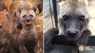 Adorable Hyena Compilation 😍  Daily Hyenas [upl. by Giacamo]