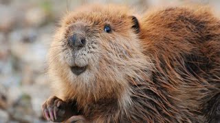 Why Do Beavers Build Dams Explained [upl. by Ingunna201]