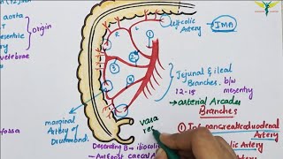 Superior Mesenteric ArterySMA  Course  Divisions  Termination [upl. by Balling958]