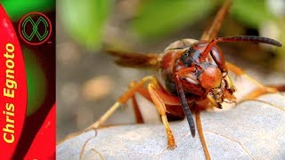 Paper Wasps Arent Mean [upl. by Westerfield]