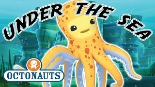 Octonauts  Under The Sea  Cartoons for Kids  Underwater Sea Education [upl. by Whalen]