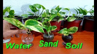 How to grow Money Plant from cutting in three ways very easy  money plant pothos [upl. by Tnilk618]