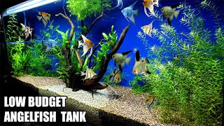 Build A Low Budget Planted Aquarium For Angelfish [upl. by Berkman]