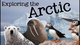 Exploring the Arctic for Kids Arctic Animals and Climates for Children  FreeSchool [upl. by Atires440]