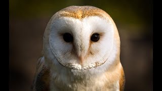 Owl Documentary  Fascinating Facts About Owls New Documentaries [upl. by Brazee]