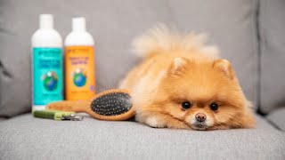 How To Groom Your Pomeranian At Home [upl. by Krystalle897]