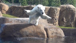 Polar Bear Nora Loves Diving Into Her Pool [upl. by Aerdno745]