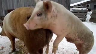 Raising Pigs Can A Small Boar Successfully Mate GIANT Sow [upl. by Lalat]